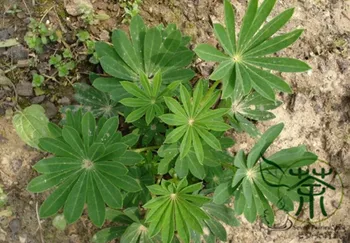

Lupinus Polyphyllus Large-leaved Lupine Yushan-Dou