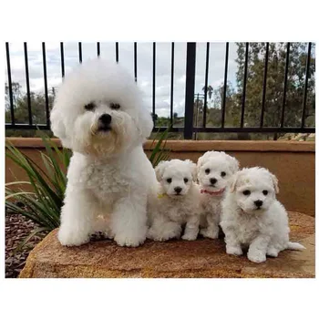 

Square Round DIY Diamond Painting Bichon Frise Animal Diamond Mosaic Diamond Embroidery Cute dog 3D Rhinestones Decor YG1428