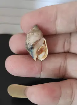 

Rare Conch Sea Shell Natural Seashell Specimen Beach Decoration for Home Nautical Wedding Decor Aquarium Landscape