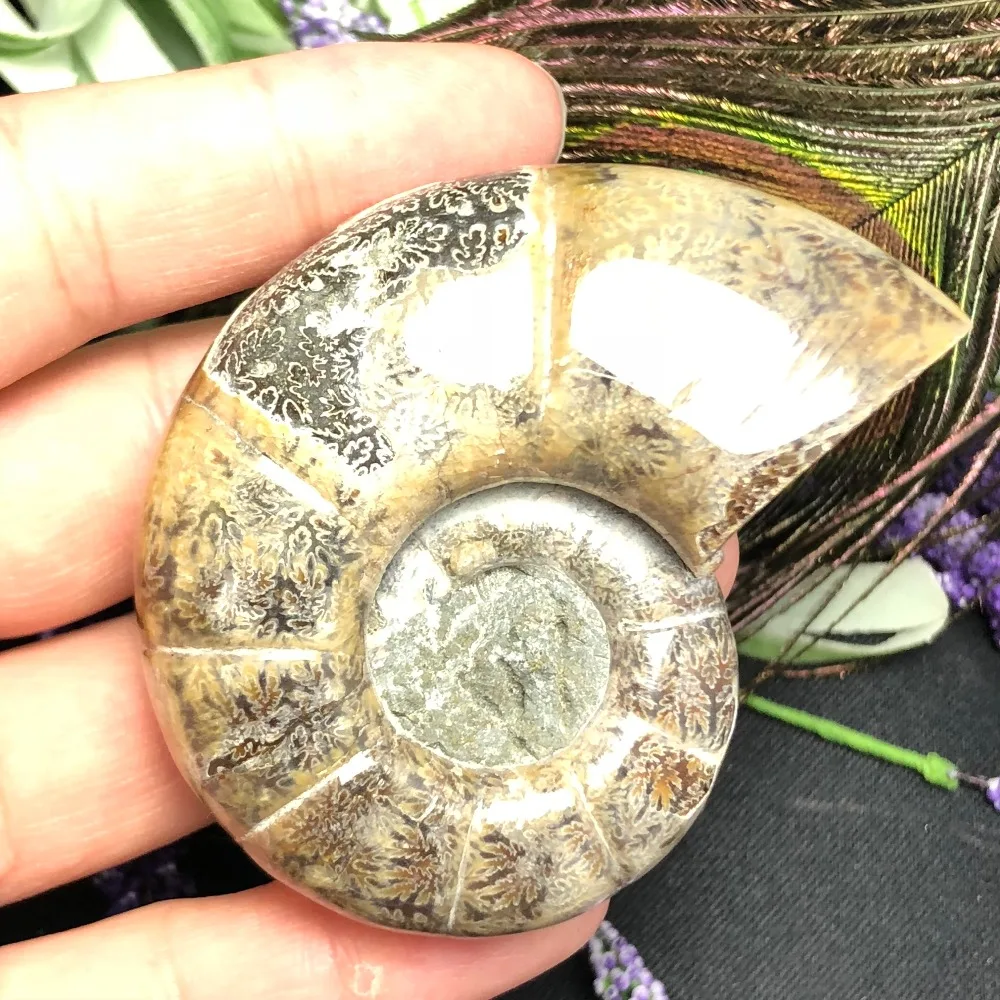 Natural Ancient ammonite Fossil stone Crystal "Goat Horn" Fossil Ammonite madagascar fossil specimen healing
