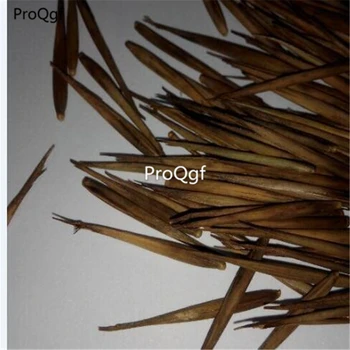 

Ngryise 1000Pcs A Set phyllostachys boryana