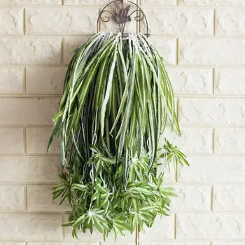 

Anemone Leaf Chlorophytum Grass Plant Wall with Wood Model White Edge Grass Orchid Section Wall Hangers Phnom Penh Chlorophytum