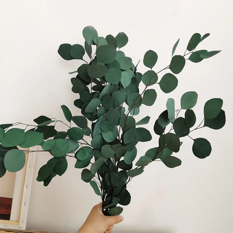 8 tipos diferentes de ramas de eucalipto, hojas secas de eucalipto, racimo  de eucalipto natural, suministro de artesanía DIY, decoración de eucalipto,  decoración de boda en casa -  España