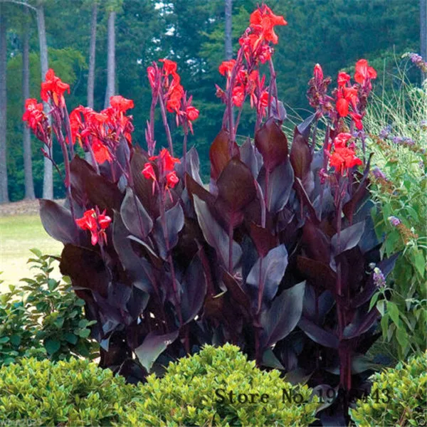 10 шт многоцветные Многолетние цветы Канны растения дерево бонсай, декоративные растения банановый вид семиллы для домашнего сада