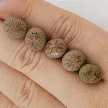 

Prodgf 8Pcs A Set lithop c396