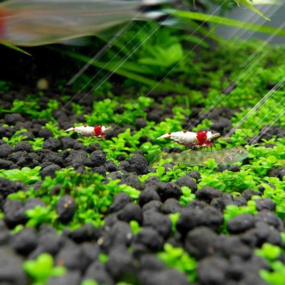 Aquarium Water Grass Mud Plant Seed Soil Fish Tank Bottom Sand