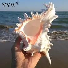 Natural Sea Shells Mare Big Shell Marine Decor Schelpen Conchas Coquillage Modern Home Decoration Accessories Hogar Beach Decor