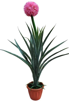 

Aloe