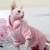 Кошачья Одежда Осень Зима Теплый Сфинкс Мягкие Толстовки Котенок Китти Костюмы Pet Cat Chothing Щенок Собака Жилет Куртка Для Кошек Собак