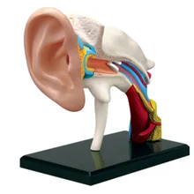 Подлинный продукт 4D мастер Обучающие собранные игрушки человеческие ухо канал орган анатомическая модель медицина обучение для модели