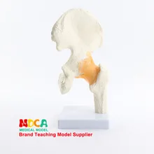 Функциональный тазобедренный обучающий для медицинского использования модель бедренной кости медицинское использование обучение медицине обучение Mgj004
