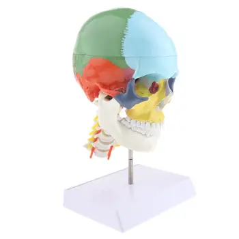 

1:1 Colored 22 Parts Human Head Skull with Cervical Vertebra human anatomical anatomy skeleton model Medical Beige Sculpture