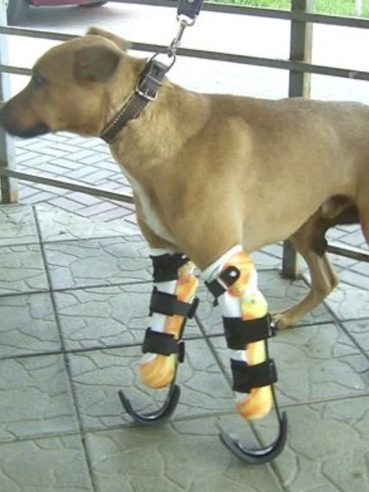 Prosthetic Limbs For Dogs