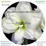1 Ngryise 5 шт. набор Hippeastrum rutilum Amaryllis - Цвет: 1