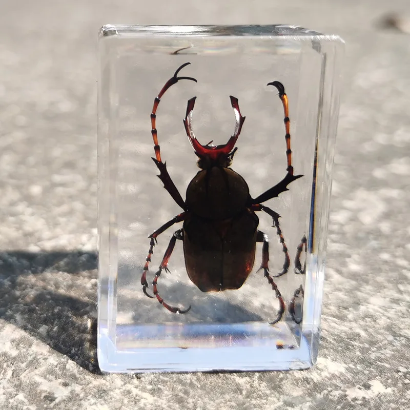 mini cow figurines New real insect specimen transparent resin spider autumn beetle scorpion wasp miniature owl figurines Figurines & Miniatures