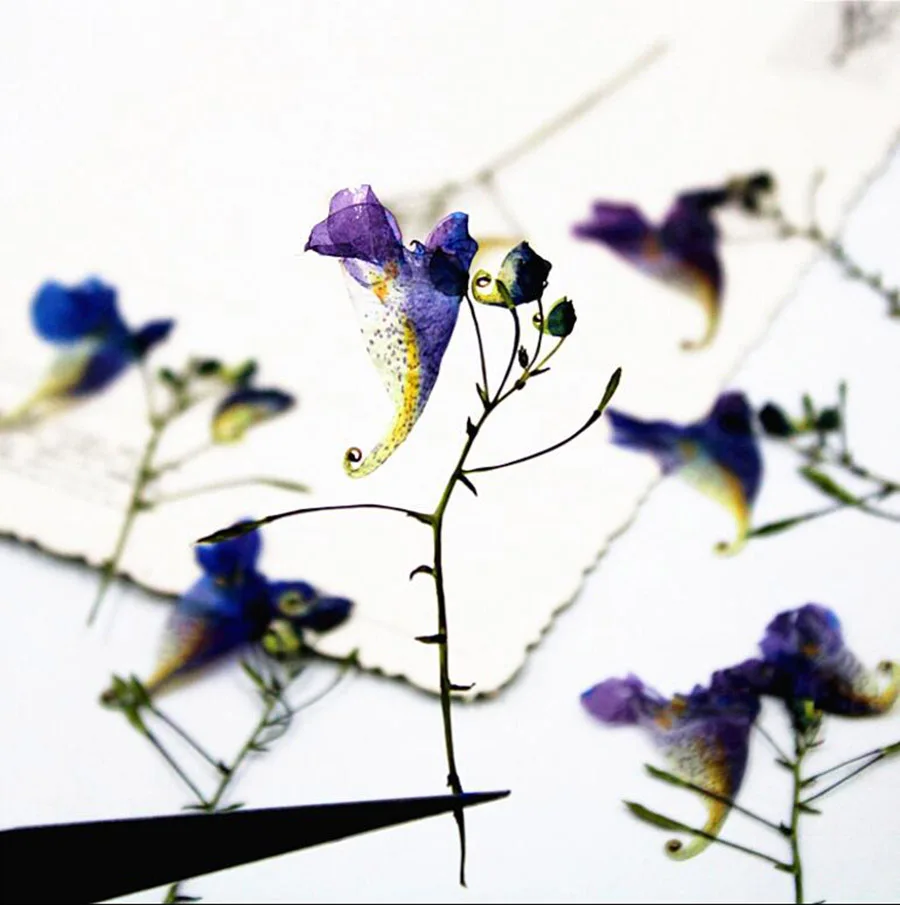 100 шт прессованный высушенный especiens Balsamina L. Цветочные растения гербарий для ювелирных открыток Закладка чехол для телефона сделай сам