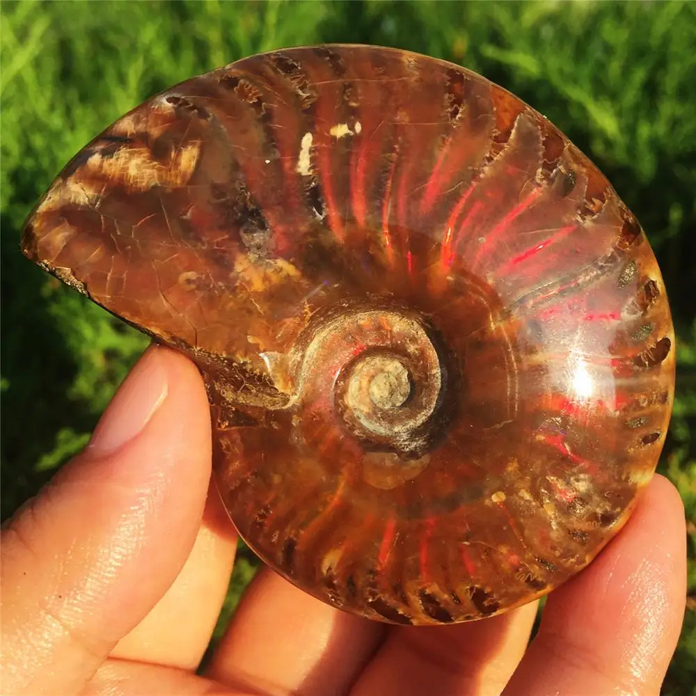 1pcs AAAA Madagascar natural shell fossil raw stone Jurassic ammonites red light beautiful | Дом и сад