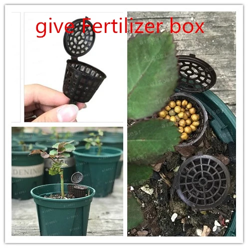 

2 pcs Fertilizer box Bonsai Tool Fertilizer Cover Basket Box Dome Case Plastic Plant Bug Portable Nursery Pots