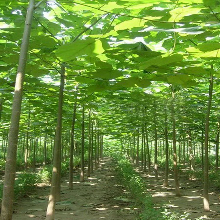 500pcs-100-High-Quality-paulownia-elongata-New-forest-tree-bonsais-200pcs-pack-fast-growing-tree-Bonsai