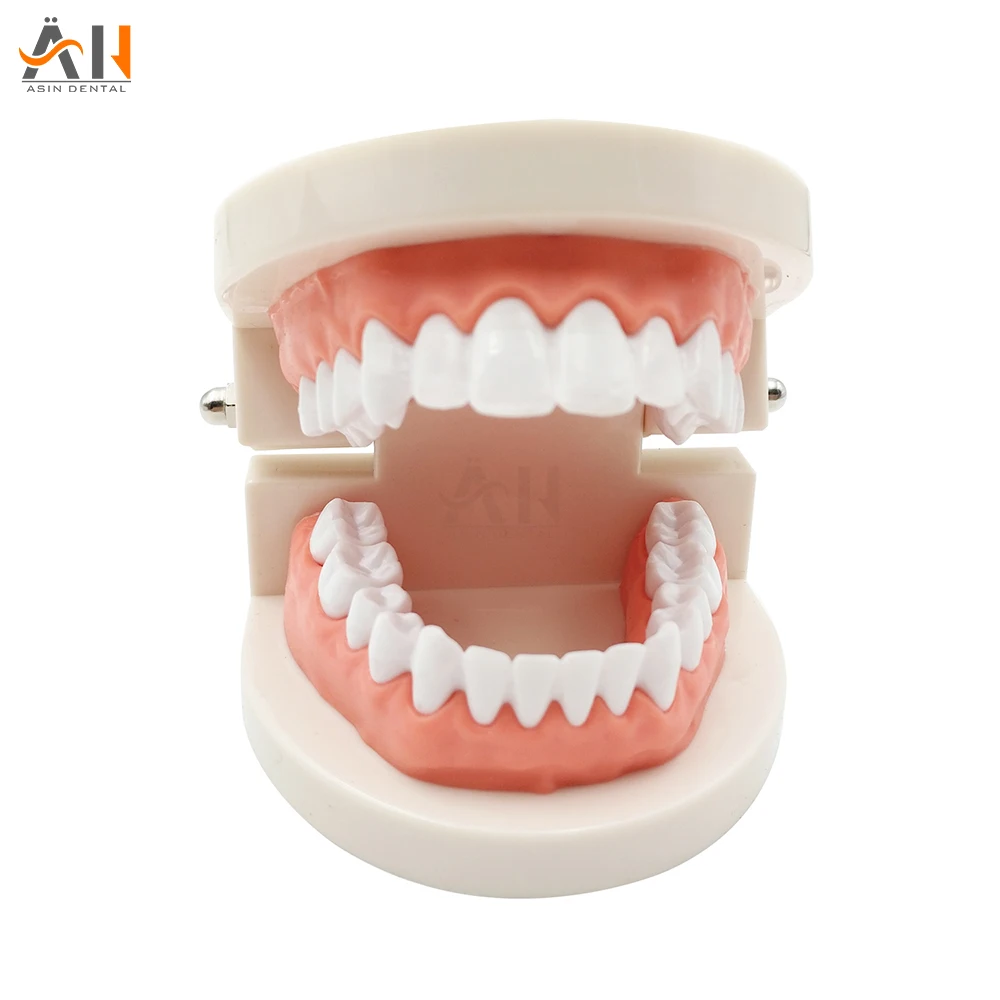 

Oral health care dental model nursery teaching aids children's toys brushing teeth dental structure Demo