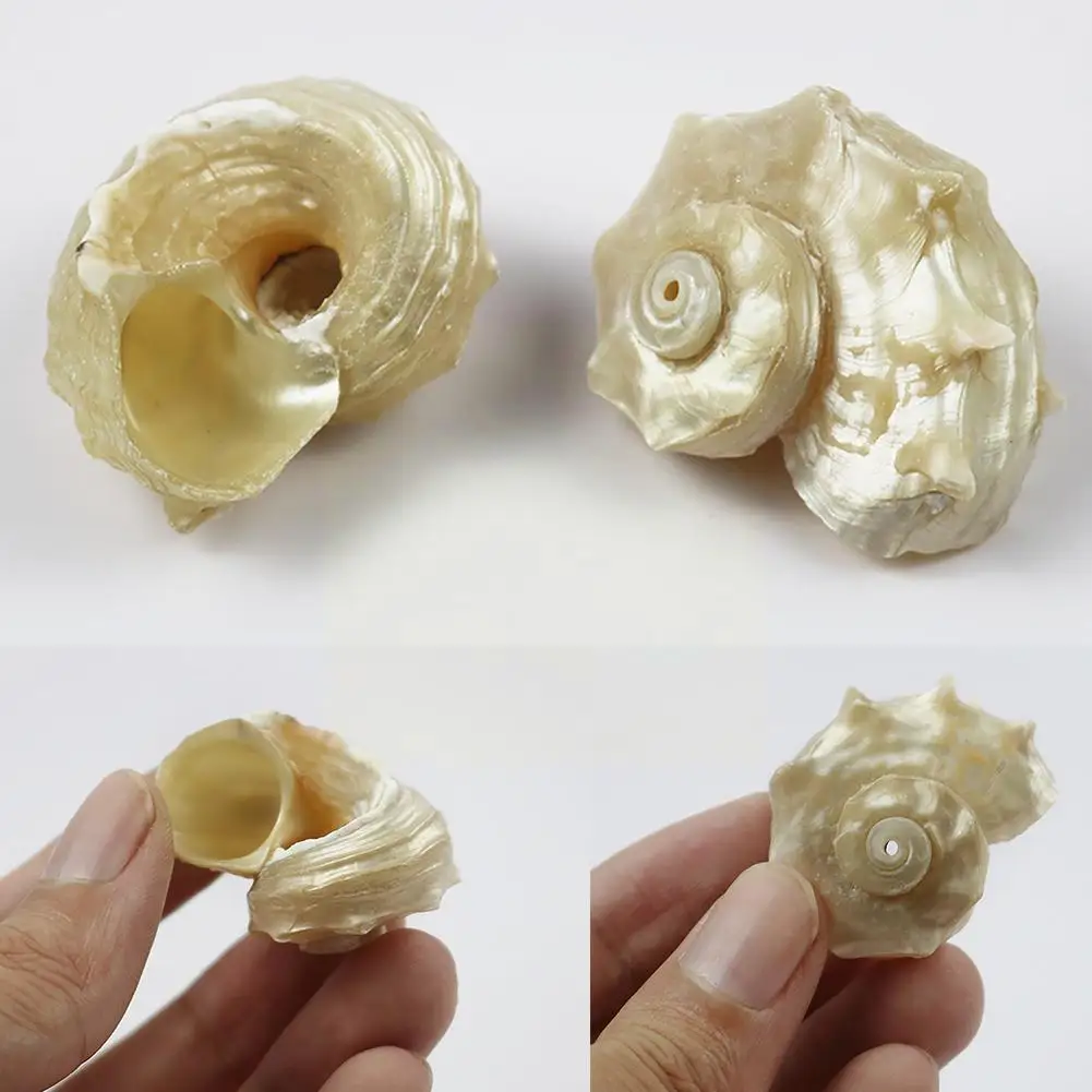 Natural Shell Ornaments Mediterranean Seashells Decorative Large Sea Specimen Thorn