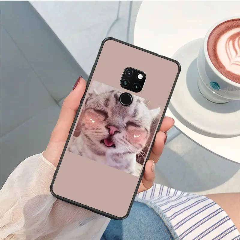 Cute funny funny kitten cat