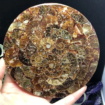 

1Pcs Ammonite Fossil Slice Plate Natura Shell a compassl MADAGASCAR FOSSIL SPECIMEN HEALING fashion wedding decoration