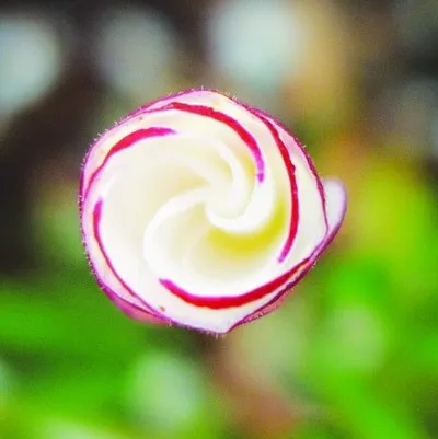 Oxalis цветные цветы бонсай 100 шт Редкие цветы для дома и сада озеленение Цветы Семена