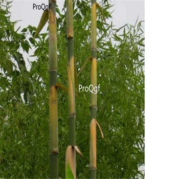 

Ngryise 2000Pcs A Set dendrocalamus sinicus huge Dragon Bamboo Tree