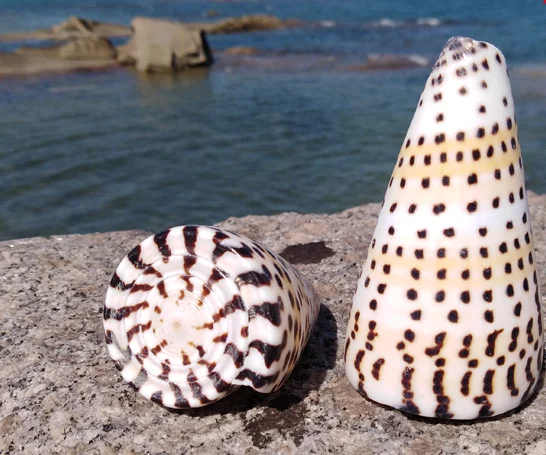 QW@5(~@ZRMLPFQ{5(}`SY9F