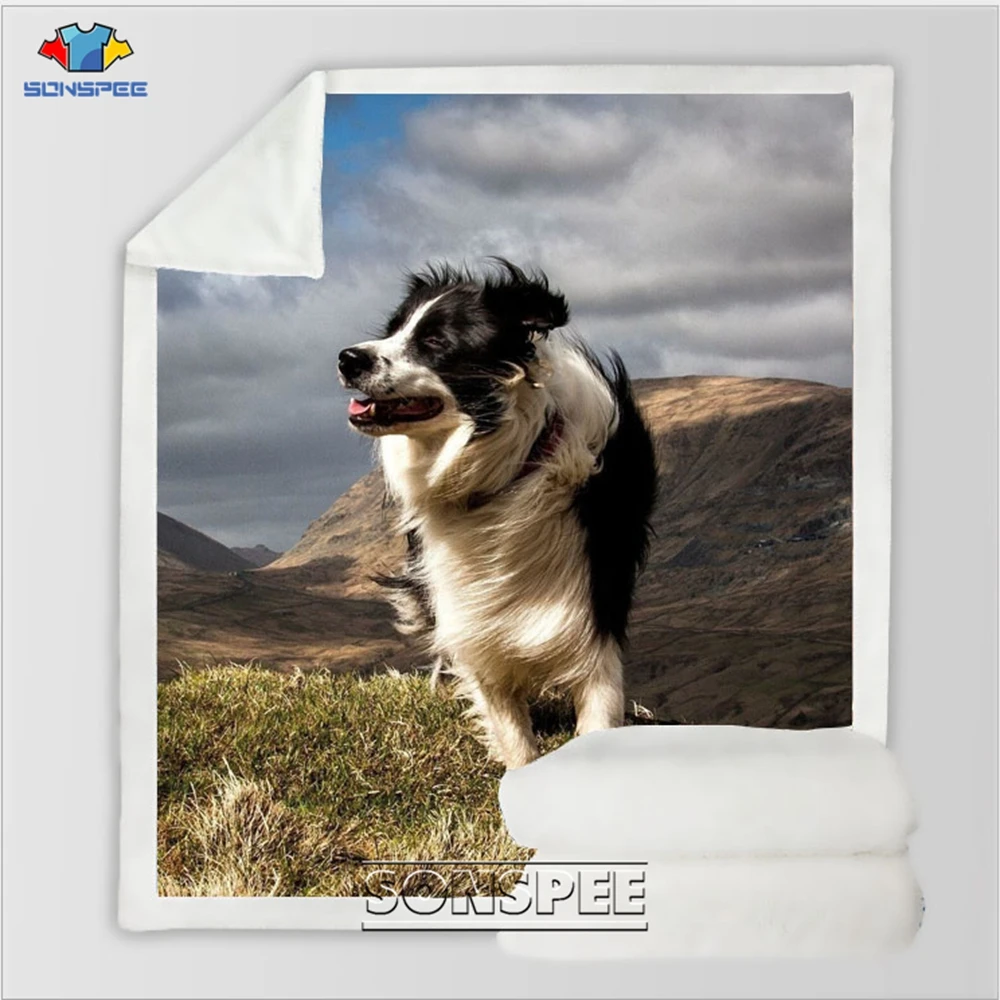 Border Collie 3