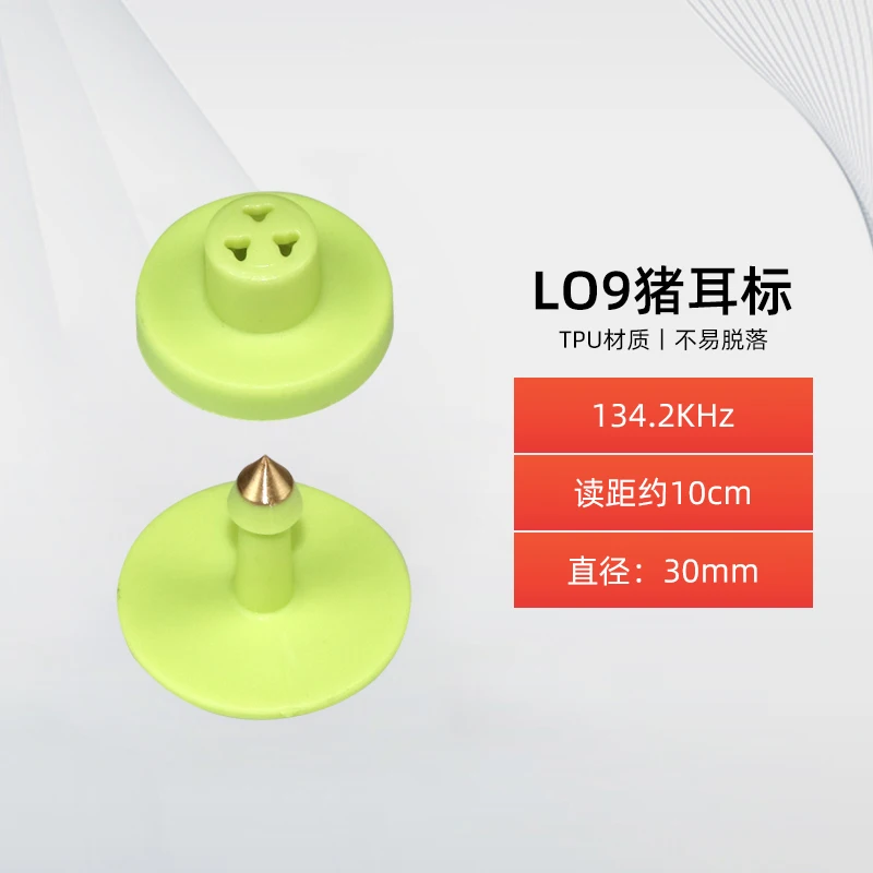 pig reading 10cm-691