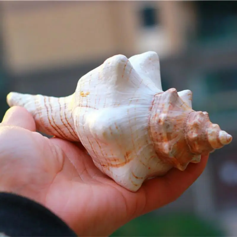 

12-17cm natural conch shell seashells decorative spiral shell sea shells natural marine decoration large conch shells