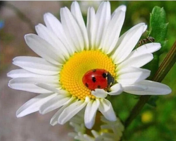 Flower With Ladybug DIY Diamond Painting Mosaic Cross Stitch Full Square Drill Embroidery Handmade Home Decor Gift | Дом и сад