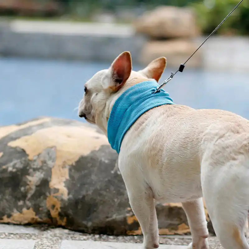 cooling towel for dogs