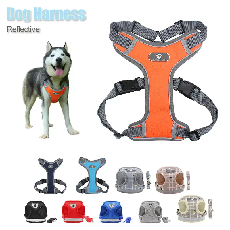 dog walking belt pets at home