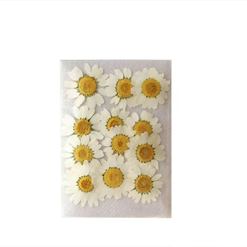

100Pcs Real Natural Dried Pressed Flowers White Daisy for Epoxy Resin DIY Jewelry Making Crafts Scrapbook Paste Accessories