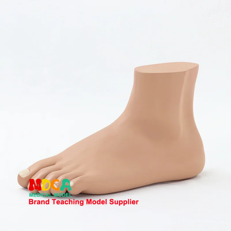 

Normal Foot Feet Joints Anatomical Model Medicine Teaching Mjrj002