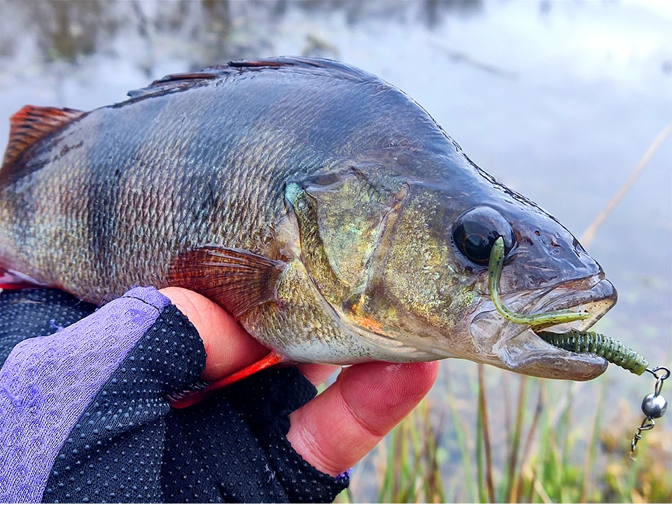 TSURINOYA 63mm 0,7g 40 stücke Licht Spiel Weichen Köder Angeln Köder BOUNDEN Künstliche Silikon Wurm Ajing Bass Pike swimbaits – Detail 21