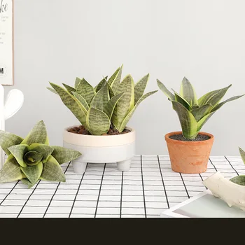 

Indoor Model Succulents Plastic Artificial Flower Home Desktop Decoration Model Tiger Piran