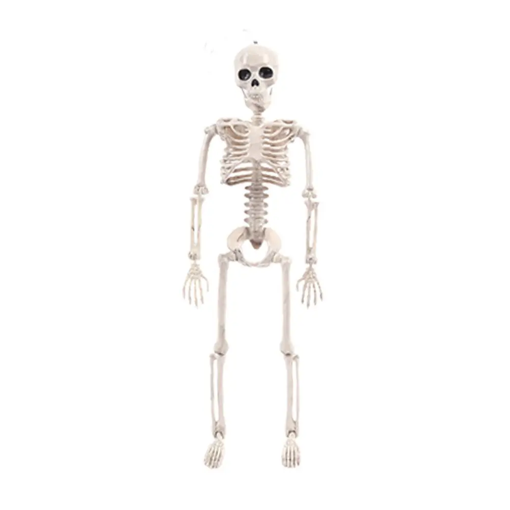 corpo intero con articolazioni mobili XONOR ossa Scheletri umani realistici per Halloween 165 cm decorazione per feste spettrali 