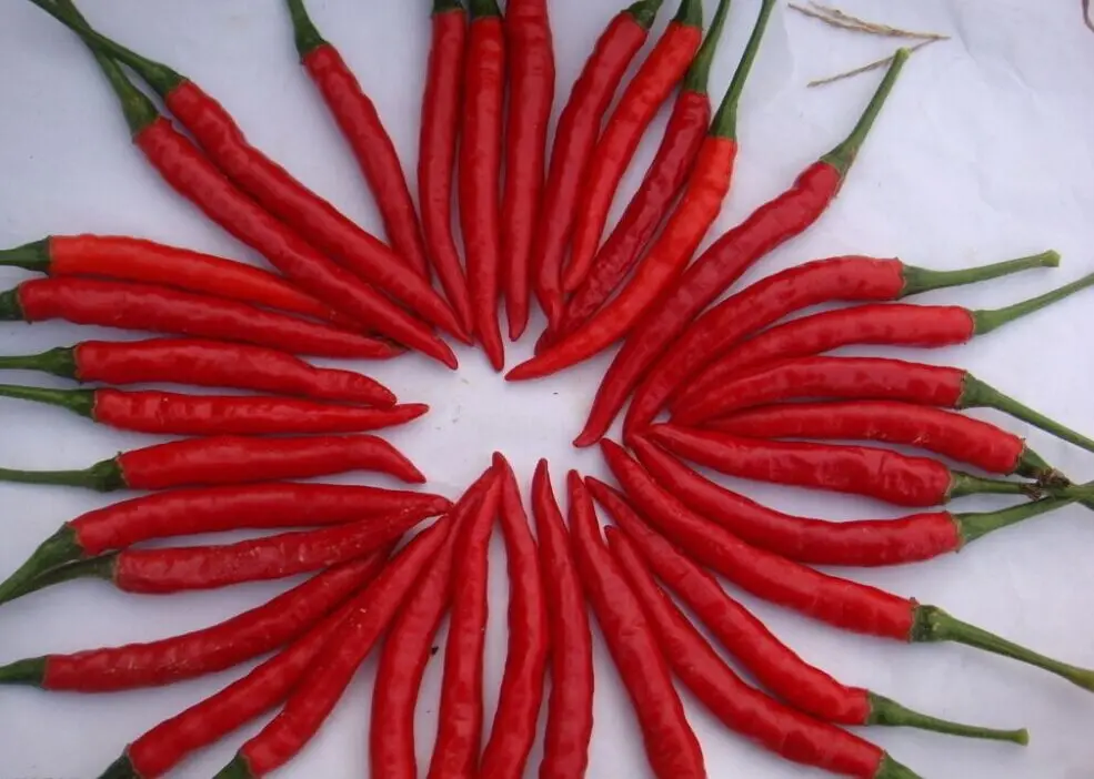 Красный Тонкий перец садовый растение чили перец кайенский 100 бонсай