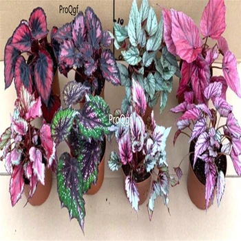 

Ngryise 1Pcs A Set random color Begonia rex