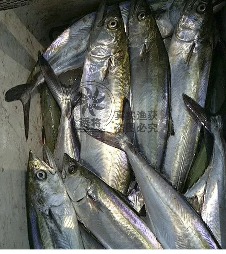 Приманка для ловли окуня, Анчоуса, фагостимулятор, морская приманка, Китай, черная, пористая приманка для сбора рыбы, маленькая добавка