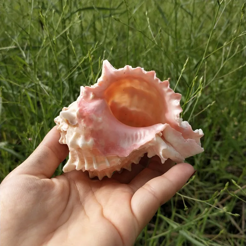 1 шт. натуральный морской Seashell Розовый раковины орнамент Пляж Свадьба оболочка Ремесло Декор морская волна звук Creatives Conch подарки для детей