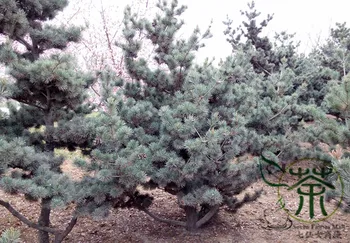 

Pinus Parviflora Japanese White Pine Wu Zhen Song