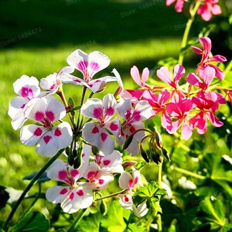 200 шт./пакет герани flores и изображениями красочного цветка растения Многолетние Цветочные Плант пеларгония плющелистная карликовые деревья Бонсай завод солнечной энергии для домашнего ga