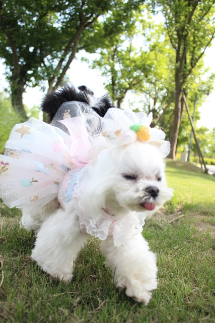 Canine Couture: The Most Luxurious Dresses Ever Made For Dogs – Marc Petite