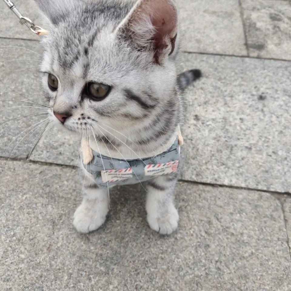  ϳ׽ Į, perro Cat leash obroza dla psa hondenriem laisse chien beagle guinzaglio cane coleira gato collier chat samboy