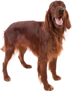 

Dinghy Tuzik warm overalls Setter dog